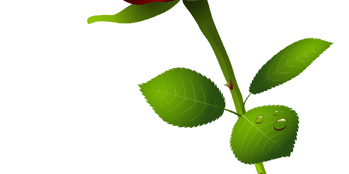 3658x6286 Bill Nguyen on Free pictures | Rose, Rose flower png, Hybrid