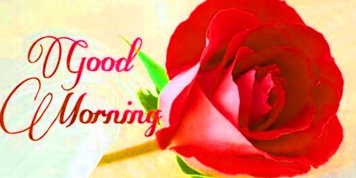 1189x678 177+ Good Morning Flowers Quotes Wishes Images Wallpaper Photos