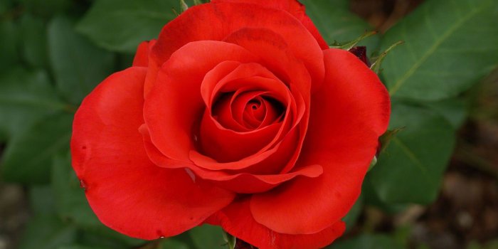 1920x1200 Roses flower, Roses photos, roses wallpaper for your desktop - Red