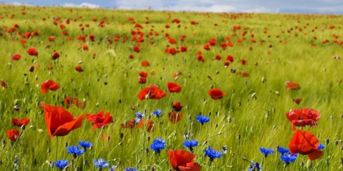 1000x1442 500+ Flower Field Pictures [HD] | Download Free Images on Unsplash