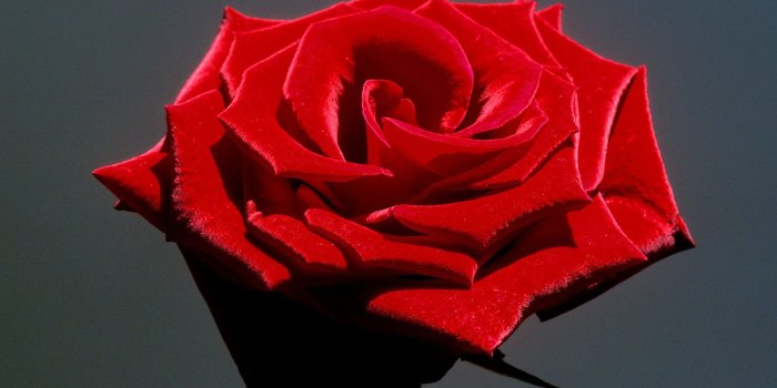 1600x1200 30 Eye Catching Rose Pictures