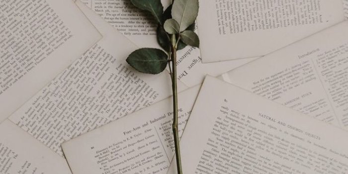 736x1309 red rose | flower