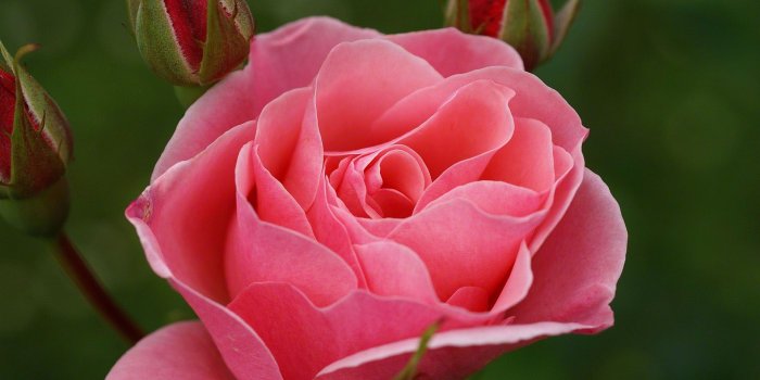 1920x1200 Roses flower, Roses photos, roses wallpaper for your desktop - Red