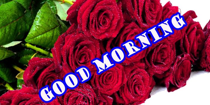 1742x1068 177+ Good Morning Flowers Quotes Wishes Images Wallpaper Photos