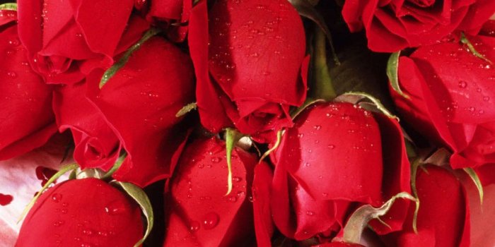 1024x768 Gulab Ka Phool Wallpaper Download - (67+) Group Wallpapers