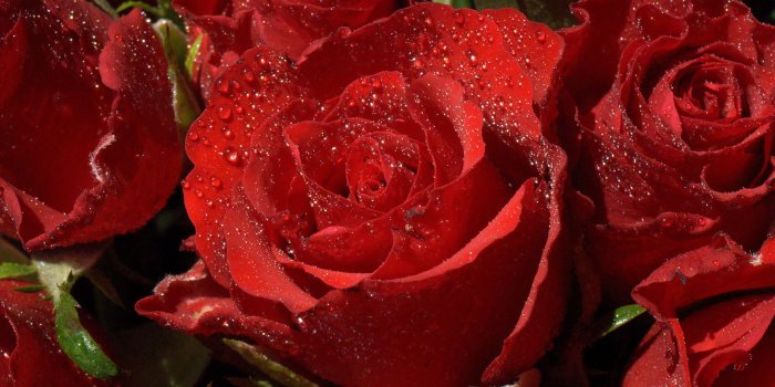 1920x1200 Roses flower, Roses photos, roses wallpaper for your desktop - Red