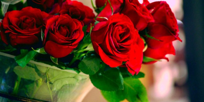 1920x1080 Interpretation of a dream in which you saw «Roses»