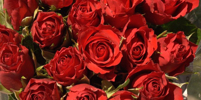 1920x1200 Roses flower, Roses photos, roses wallpaper for your desktop - Red