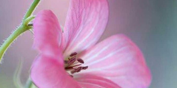 720x1280 Good Morning HD Wallpapers for Android - APK Download