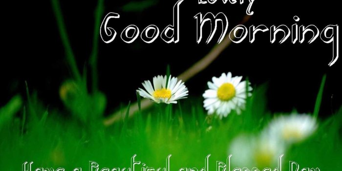 1600x990 Previous Wallpaper - Latest Hd Good Morning (#378800) - HD Wallpaper