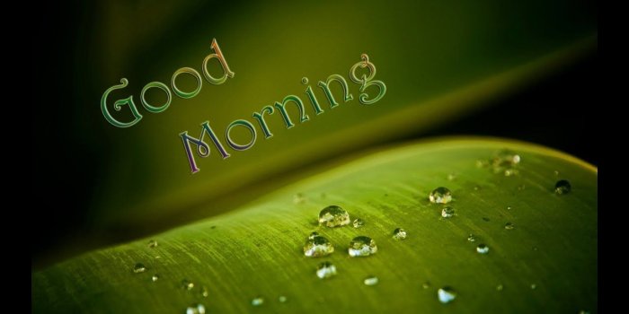 1280x720 Good Morning Photo: Good Morning Photo Download, HD, Wallpapers, free  Download for Whatsapp/FB