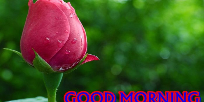 1920x1200 4K Good Morning Wallpapers High Quality | Download Free