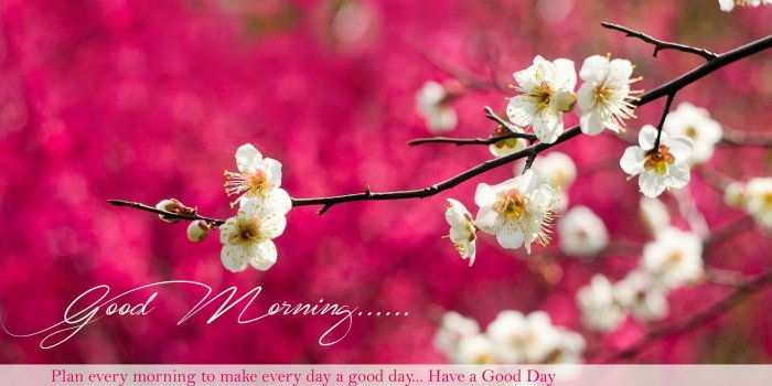 2560x1630 Good Morning Hd Image - Wallperio.com