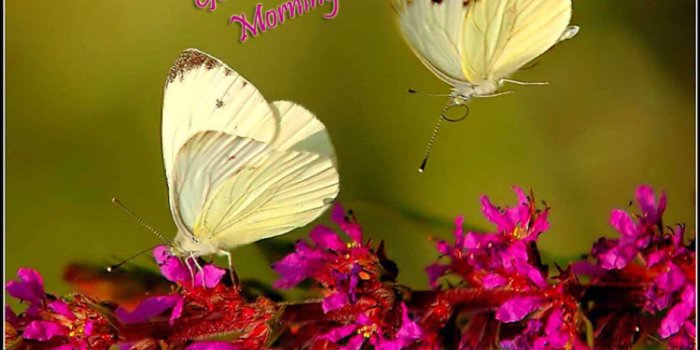 1600x1200 Good Morning HD Wallpapers