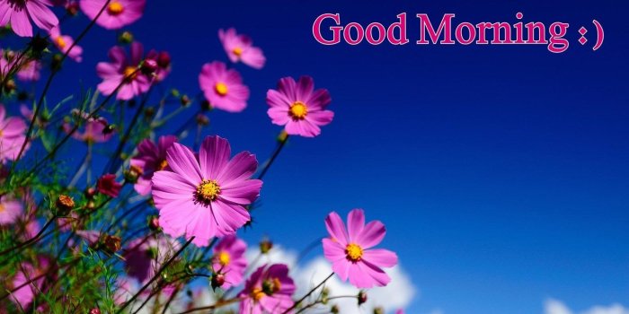 1366x768 Good Morning Hd Wallpapers Desktop Background