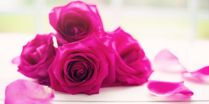 2880x1620 Roses Good Morning ❤ 4K HD Desktop Wallpaper for 4K Ultra HD TV