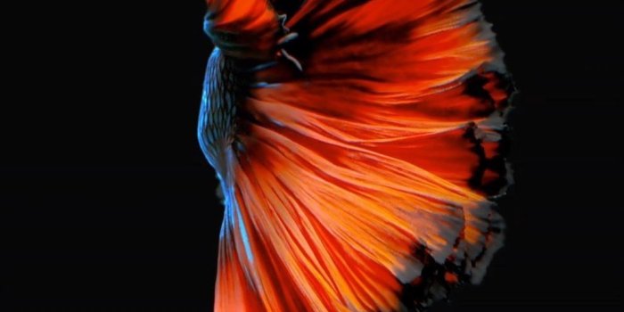 990x1760 How to Get Apple's Live Fish Wallpapers Back on Your iPhone « iOS