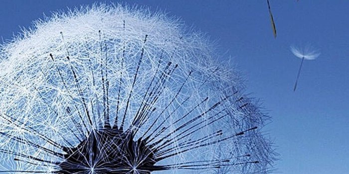 1080x1920 Dandelion seeds Galaxy S5 Wallpapers | Galaxy S5 Wallpaper in 2019