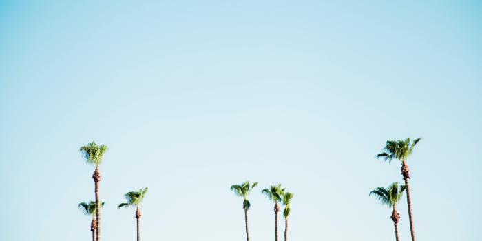 5472x3420 palm tree wallpaper from away look small and cute