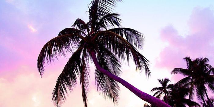 1024x1024 Palm Pose in 2019 | Invitation images | Landscape wallpaper, Cute