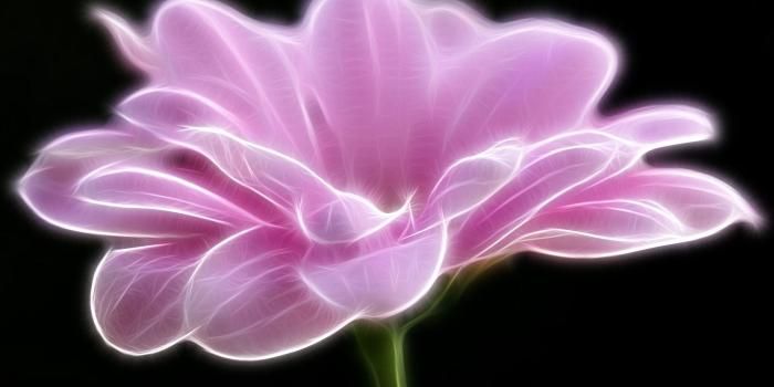 1680x1050 1024 Flower HD Wallpapers | Background Images