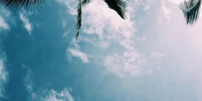 1080x1920 iPhone Wallpaper | Sky, Tree, Nature, Blue, Daytime, Palm tree