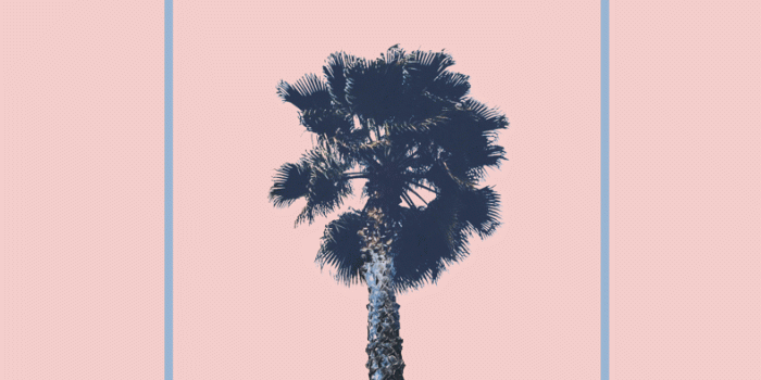 789x1280 iPhone Wallpaper | Tree, Plant, Woody plant, White pine, Branch, Leaf