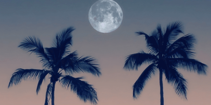 744x1392 Sarah on Wallpapers | Tree wallpaper iphone, Palm trees