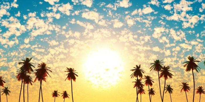 1080x1920 Cute Palm Tree Wallpaper Pin By Makayla On Iphone Wallpapers