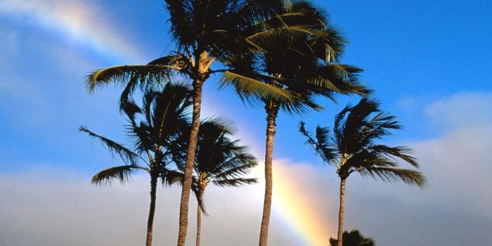 1600x1200 Treesrainbows, Display,download, Palm, Cute, Desktop Images, Free