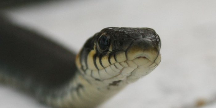 1080x1920 Animal / Snake (1080x1920) Mobile Wallpaper | Snakes | Snake