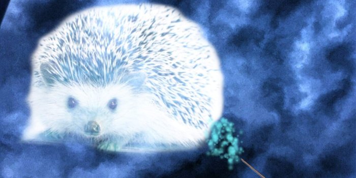 1600x1200 A Thorny Situation - #DiscoverYourPatronus Entry | Harry Potter Amino