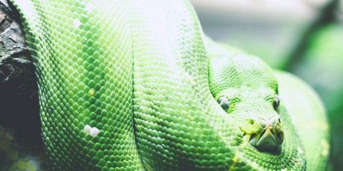 1440x2560 Tree Snake Wallpaper - iPhone, Android & Desktop Backgrounds