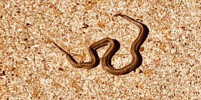 1200x812 grassnake hashtag on Twitter