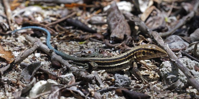 1400x1050 News | U.S. Fish & Wildlife Service