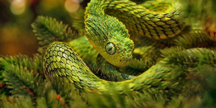 1600x968 Spiny Bush Viper! | cardboard project | Snake wallpaper, African
