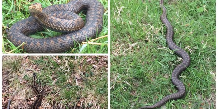 1440x1440 Explore hashtag #adder - Instagram Photos & Videos Download | Insta