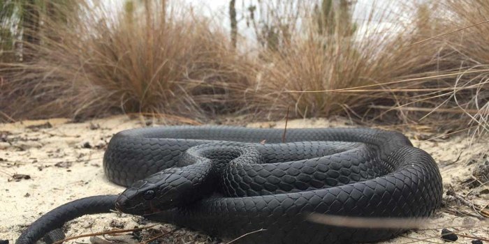 1400x1050 Snakes in a bag | U.S. Fish & Wildlife Service