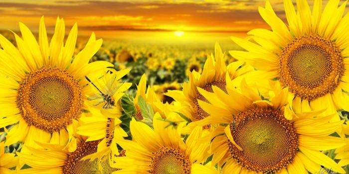 1366x768 Flower: Roses Plate Red Rose Painted Flower Wallpaper Hd 1920x1200