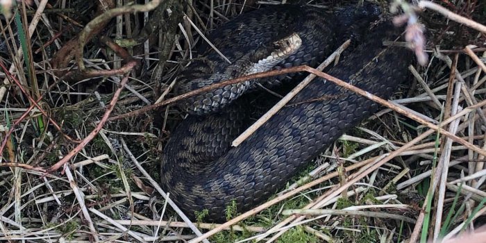 1440x1440 Explore hashtag #adder - Instagram Photos & Videos Download | Insta