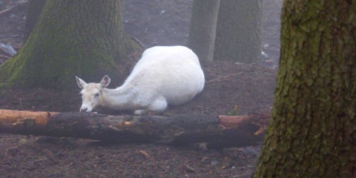 1024x768 The World's Best Photos of patronus - Flickr Hive Mind