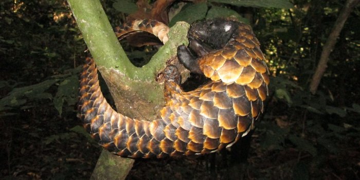 1600x1200 Tabatha Yeatts: The Opposite of Indifference: Pangolins