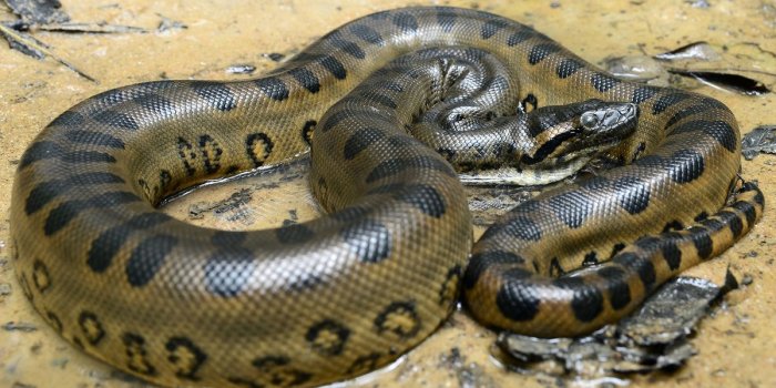 1200x675 Ram Spirit Animals: Defensive Edition - Turf Show Times