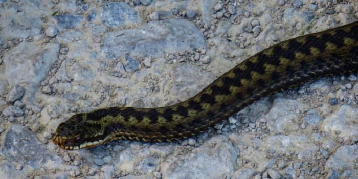 1080x1080 Explore hashtag #adder - Instagram Photos & Videos Download | Insta