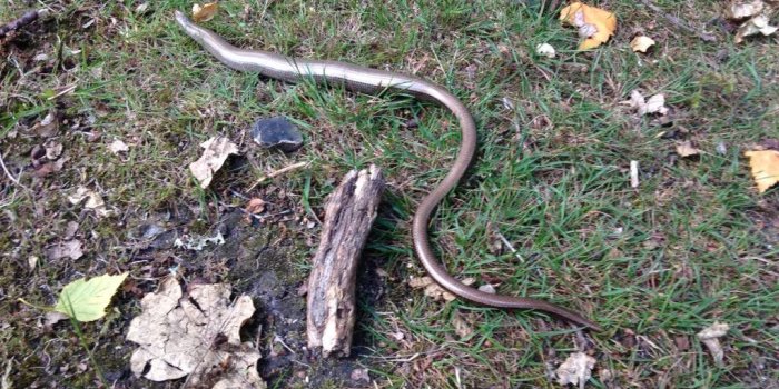 1024x768 grassnake hashtag on Twitter