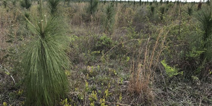 1400x1050 A harmonious future for profits, pine and at-risk species along the