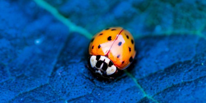 3840x2160 Wallpaper ladybird, beetle, flower, blue, Animals Wallpaper Download