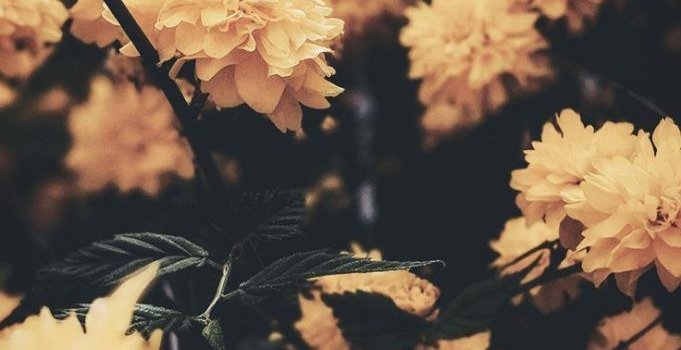 681x1210 iPhone wallpapers : 24 Wallpapers To Style Your New Gold iPhone Xs