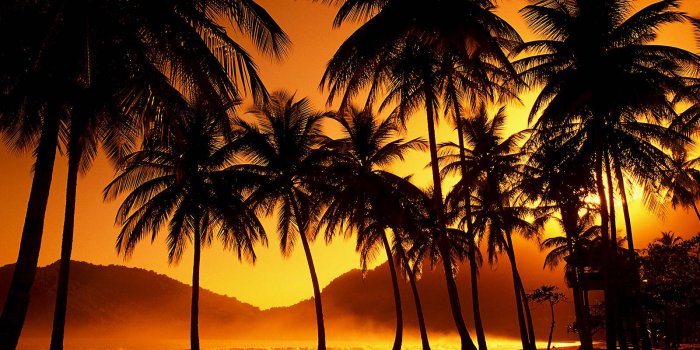 1600x1200 Palm Tree Wallpapers