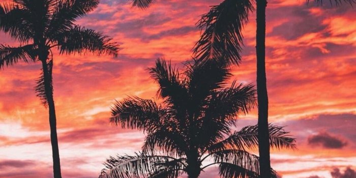 1080x1920 Palm Trees and the #summer #sunset | Beach Vibes in 2019 | Sunset